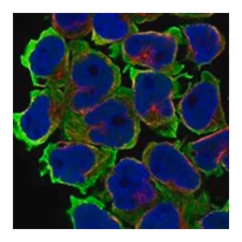 Merck Anti-LSMEM2 antibody produced in rabbit