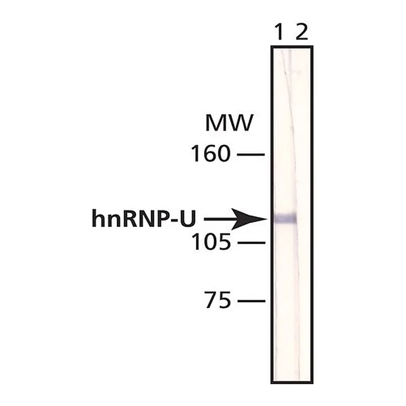 Merck Anti-hnRNP-U antibody, Mouse monoclonal