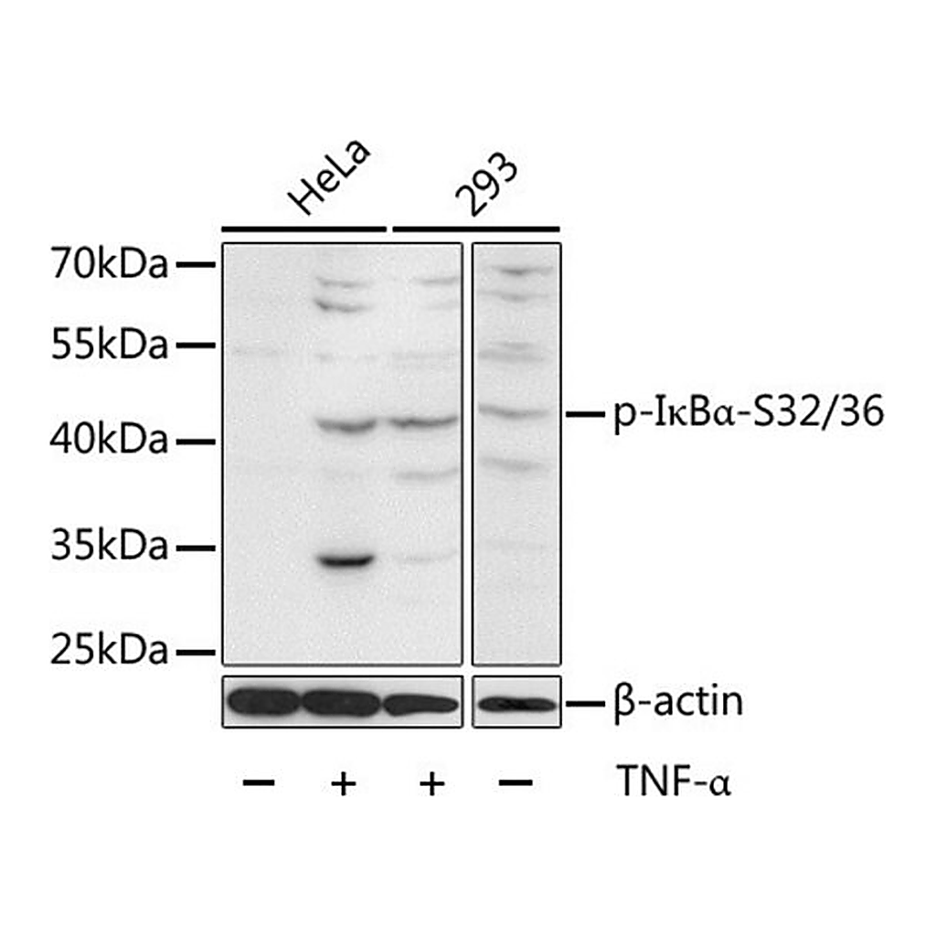 Merck Anti-Phospho-IkappaBalpha-S32/36 antibody produced in rabbit