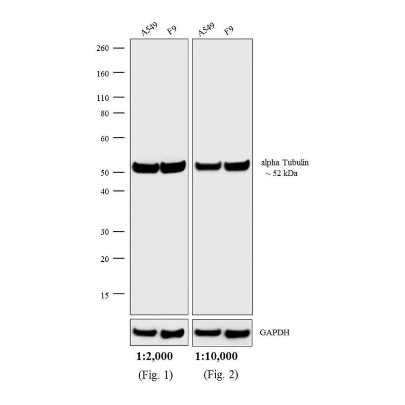 Thermo Fisher Scientific F(ab`)2-Goat anti-Rat IgG (H+L) Highly Cross-Adsorbed Secondary Antibody, TRITC