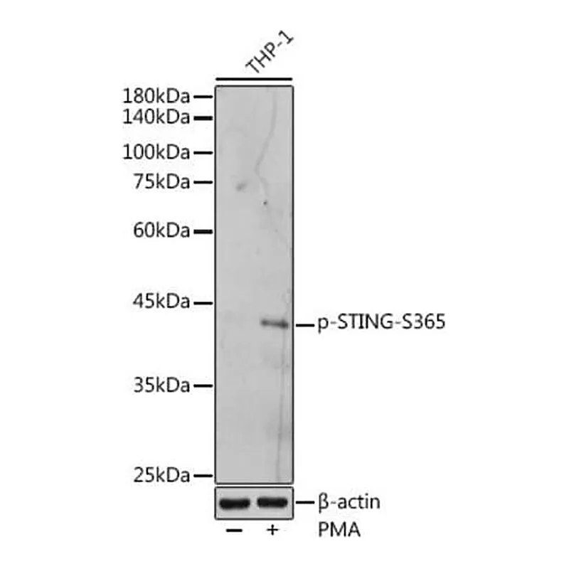 Merck Anti-Phospho-STING-S365 antibody produced in rabbit