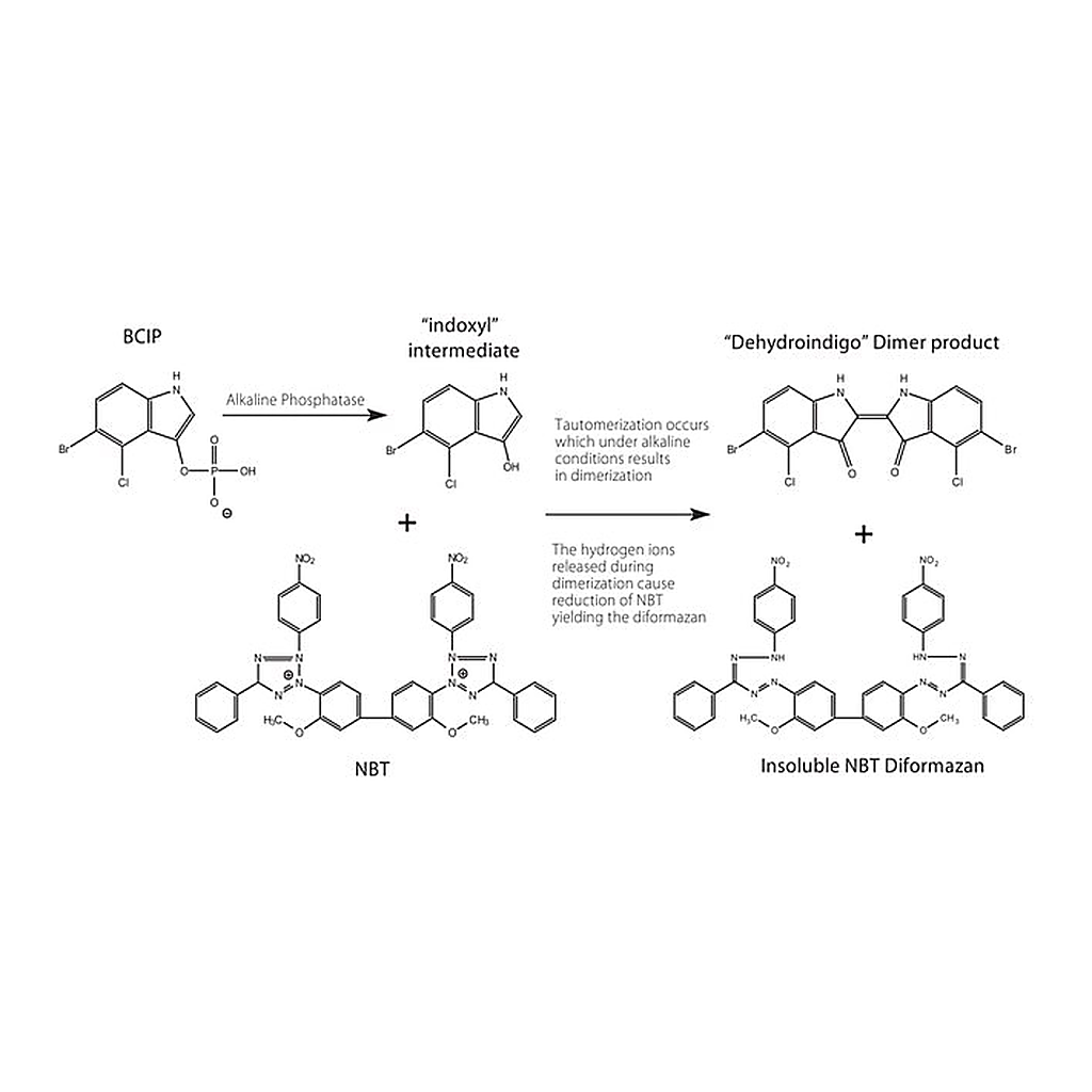 Merck BCIP(R)/NBT SOLUTION, PREMIXED