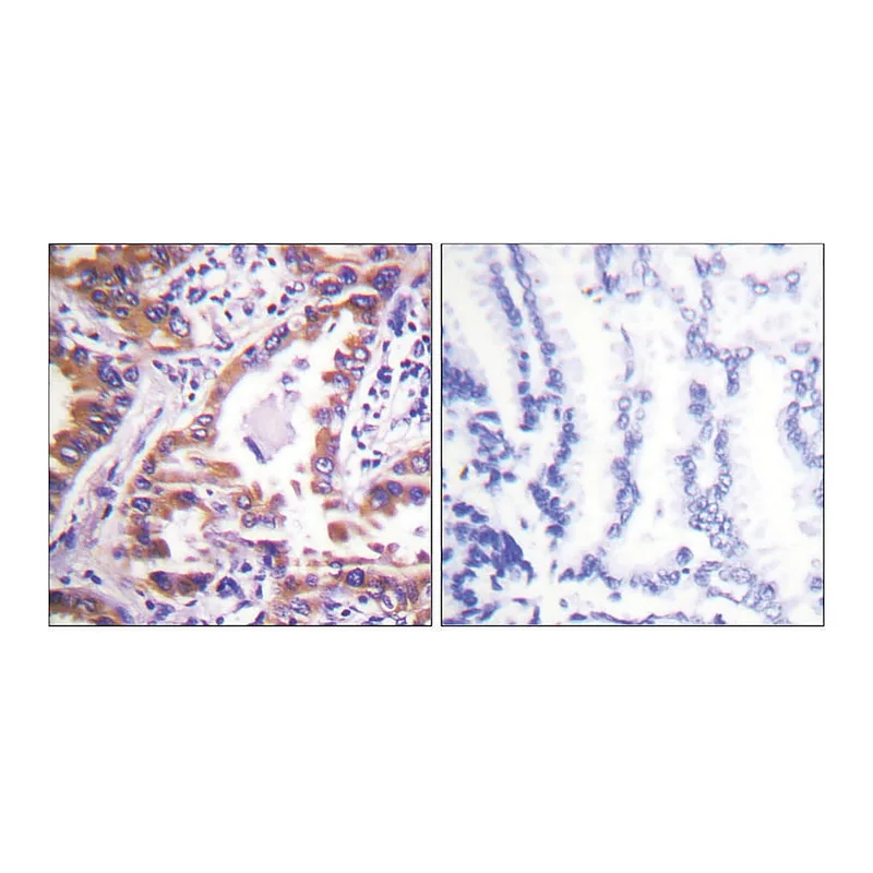 Merck Anti-Calnexin, C-Terminal antibody produced in rabbit