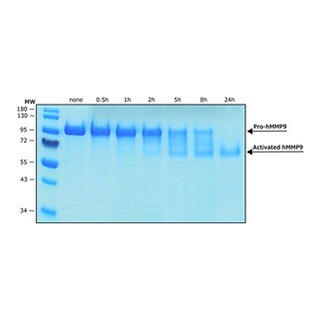Merck MMP-9 HUMAN RECOMBINANT, >=1,300 PMOL/MI