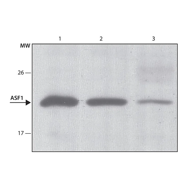Merck Anti-ASF1 antibody, Mouse monoclonal