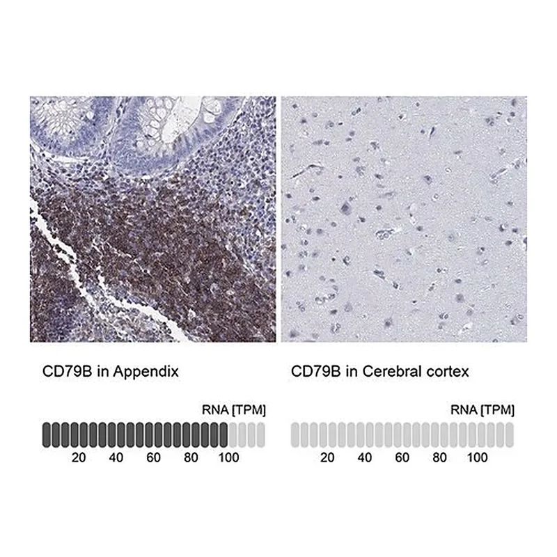 Merck Anti-CD79B antibody produced in rabbit
