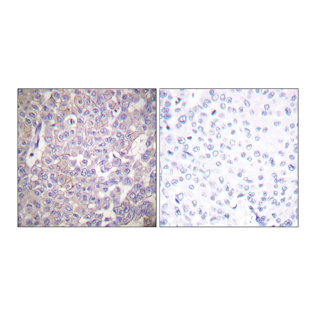Merck Anti-Claudin 2 antibody produced in rabbit
