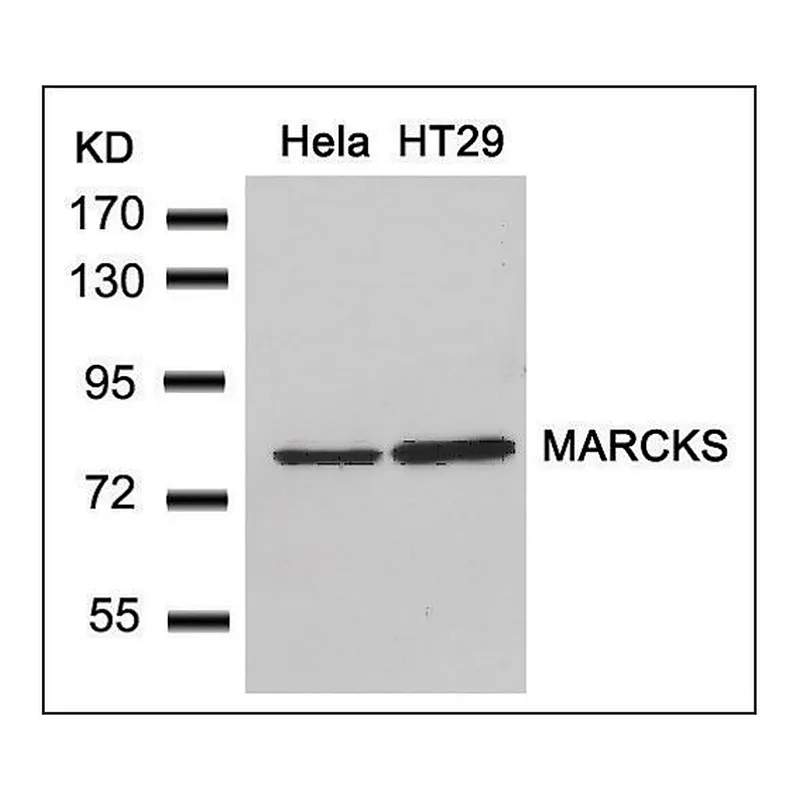 Merck Anti-MARCKS (Ab-162) antibody produced in rabbit