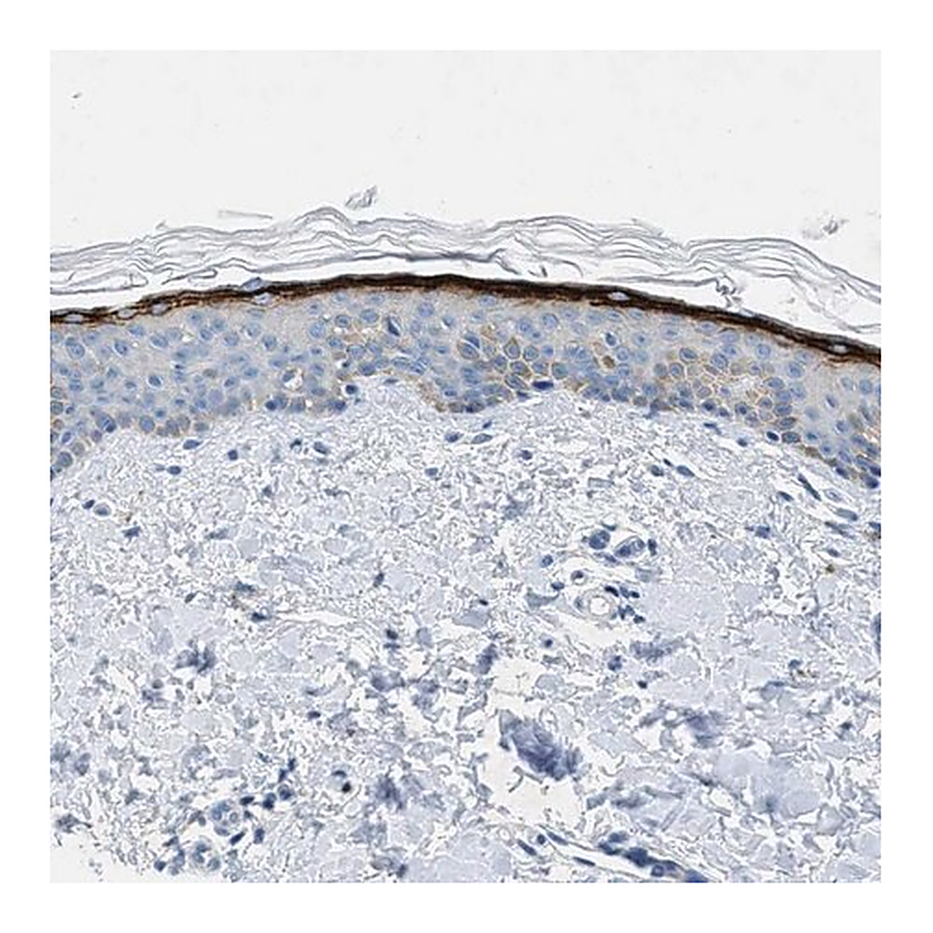Merck Anti-MFSD13A antibody produced in rabbit