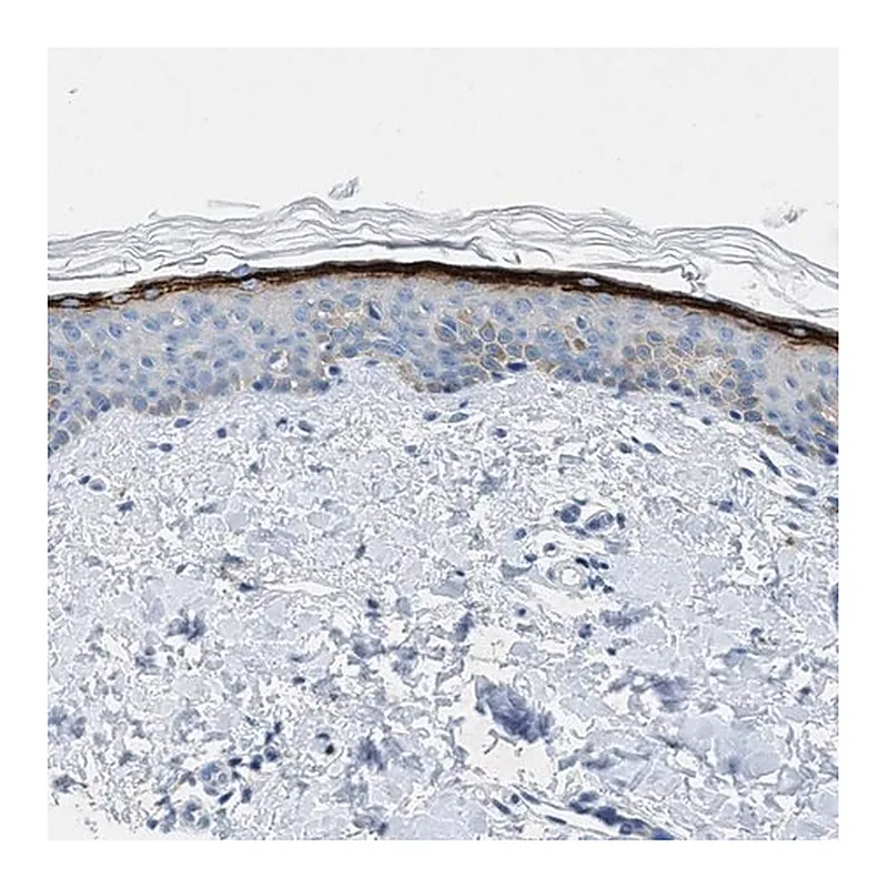 Merck Anti-MFSD13A antibody produced in rabbit