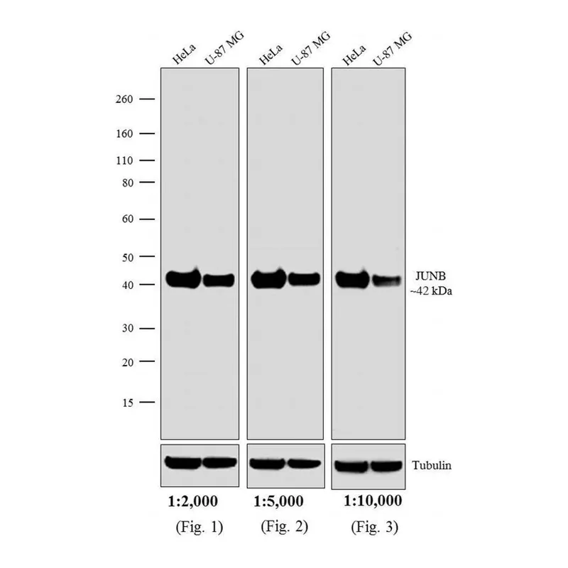 Thermo Fisher Scientific Goat anti-Rabbit IgG Fc Cross-Adsorbed Secondary Antibody, HRP