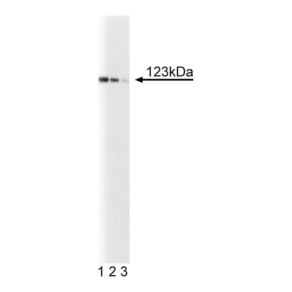 BD Purified Mouse Anti-Human DLC-1