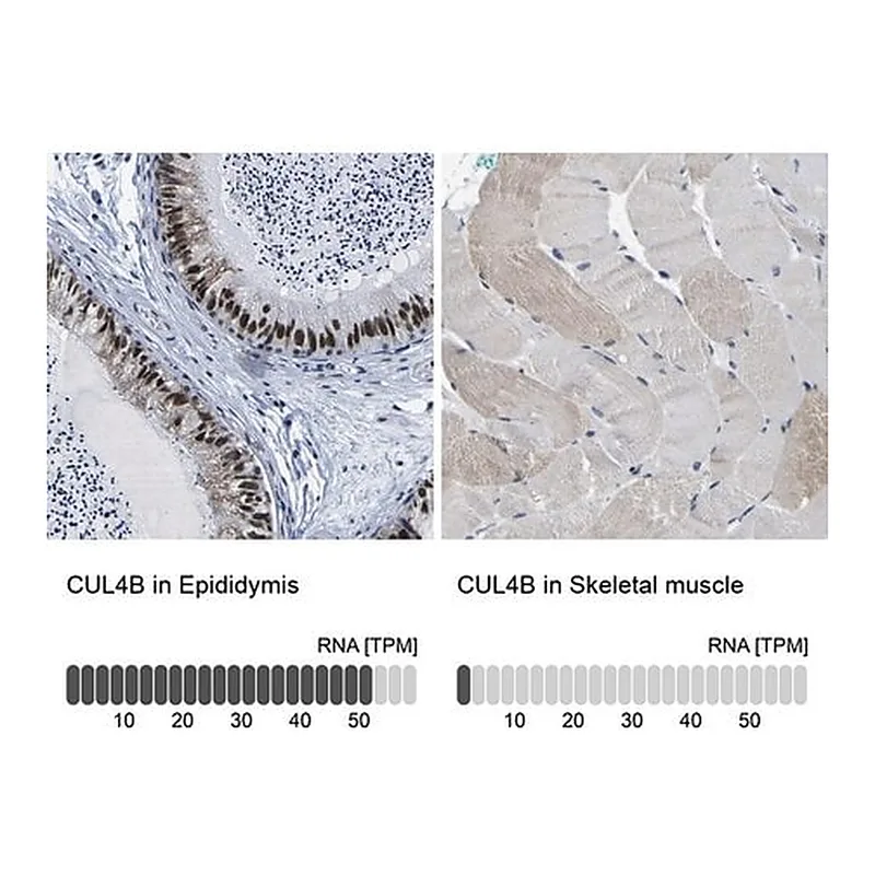 Merck Anti-CUL4B antibody produced in rabbit