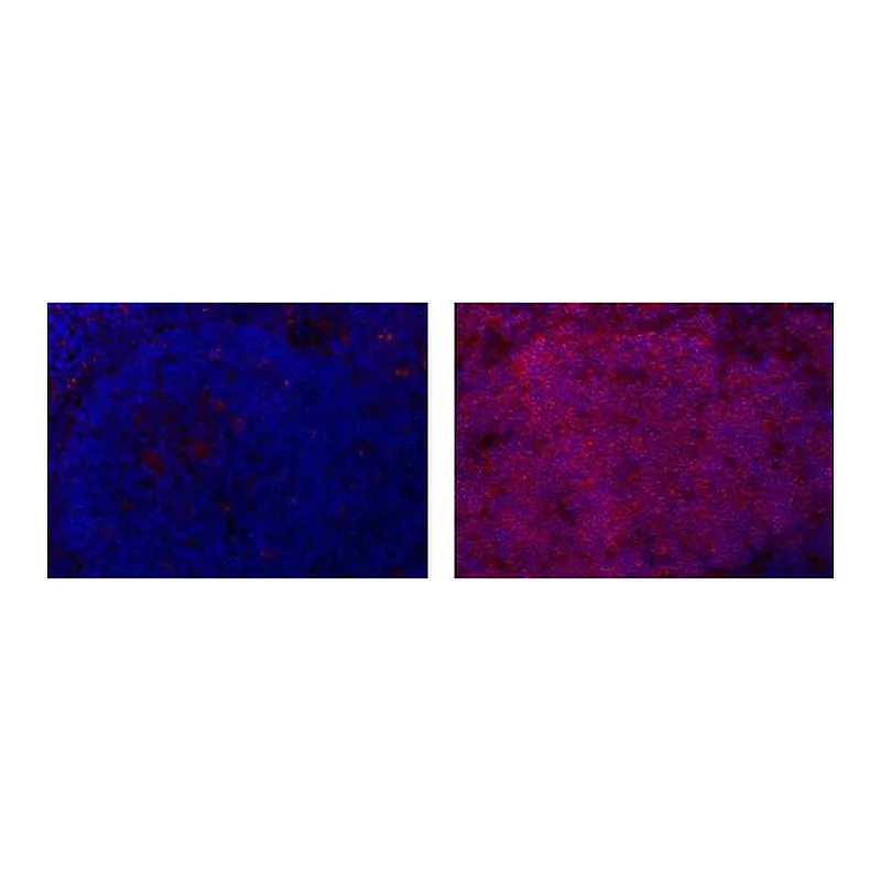 Thermo Fisher Scientific Mouse anti-Rat IgG2a Secondary Antibody, eFluor 615, eBioscience