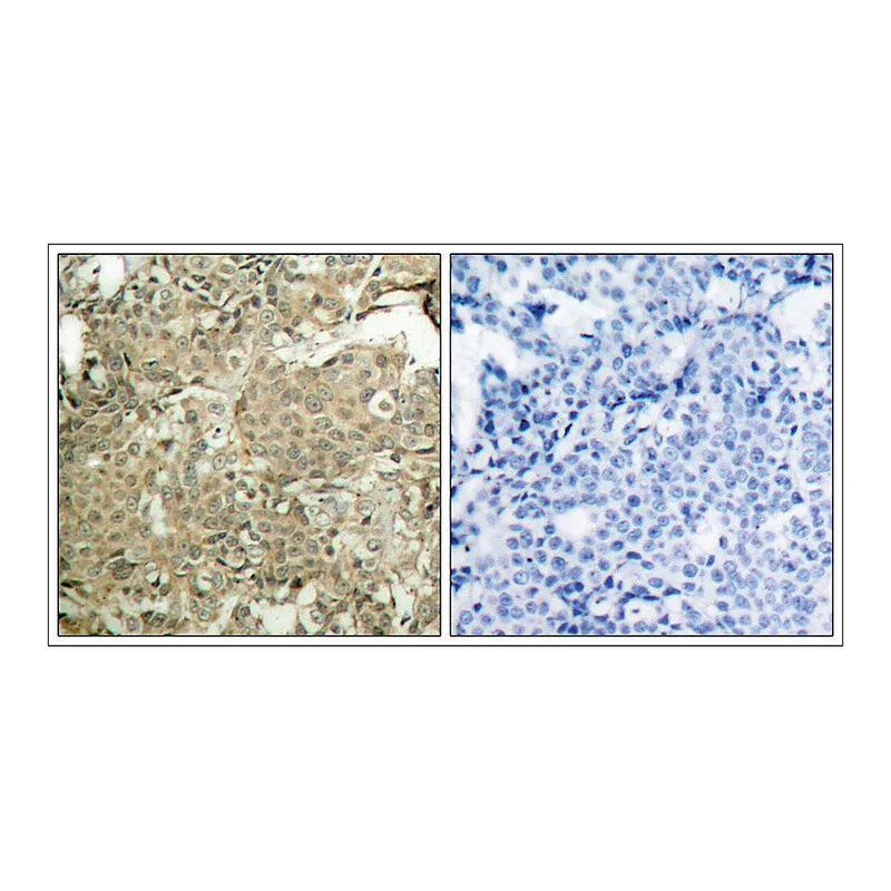 Merck Anti-phospho-CFL1 (pSer3) antibody produced in rabbit