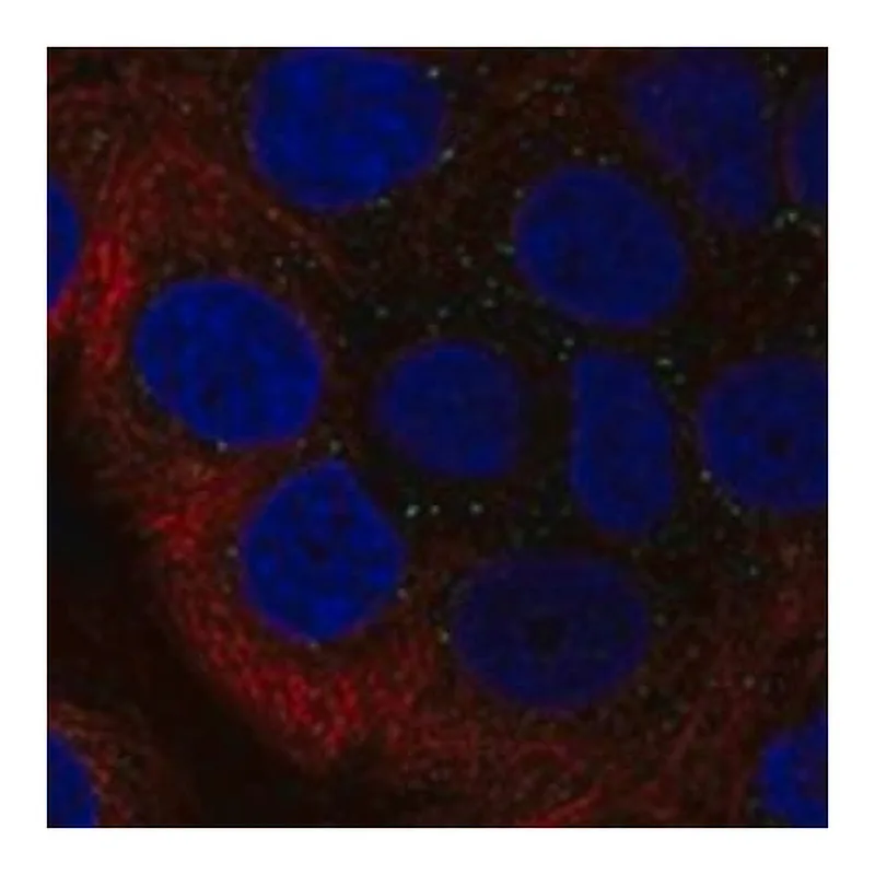 Merck Anti-RAB40B antibody produced in rabbit