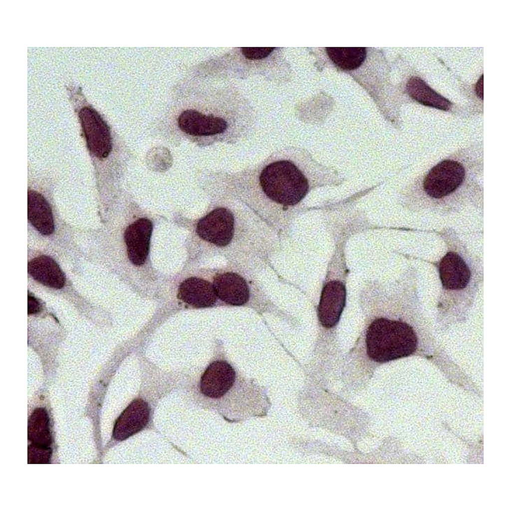 Thermo Fisher Scientific Goat anti-Rabbit IgG (H+L) Secondary Antibody, AP