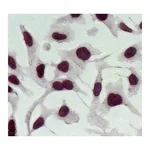 Thermo Fisher Scientific Goat anti-Rabbit IgG (H+L) Secondary Antibody, AP
