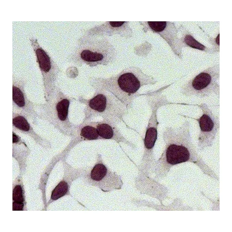 Thermo Fisher Scientific Goat anti-Rabbit IgG (H+L) Secondary Antibody, AP