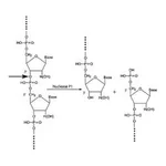 Merck NUCLEASE P-1 FROM PENICILLIUM CITRINUM