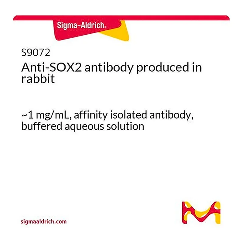 Merck Anti-SOX2 antibody produced in rabbit