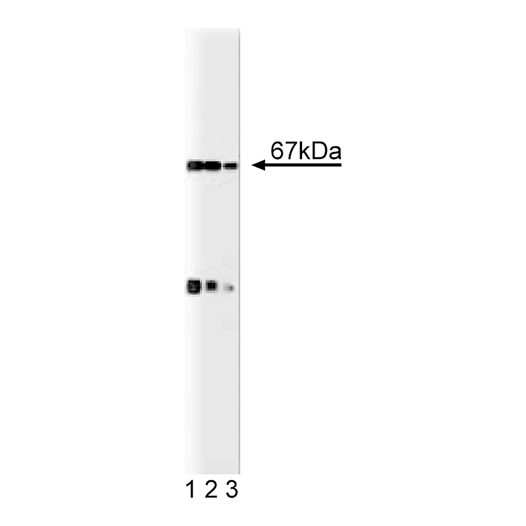 BD Purified Mouse Anti-p67 [phox]