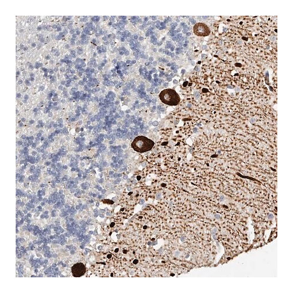 Merck Anti-AIDA antibody produced in rabbit