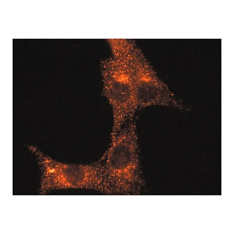 Merck Anti-Rab14 (C-terminal) antibody produced in rabbit