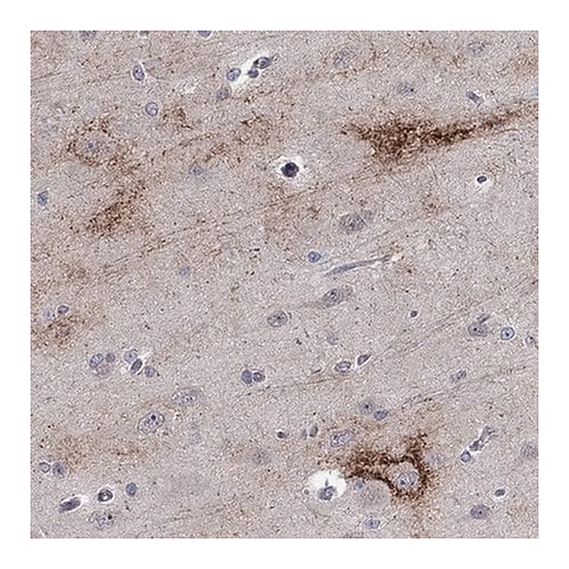 Merck Anti-TTC21B antibody produced in rabbit
