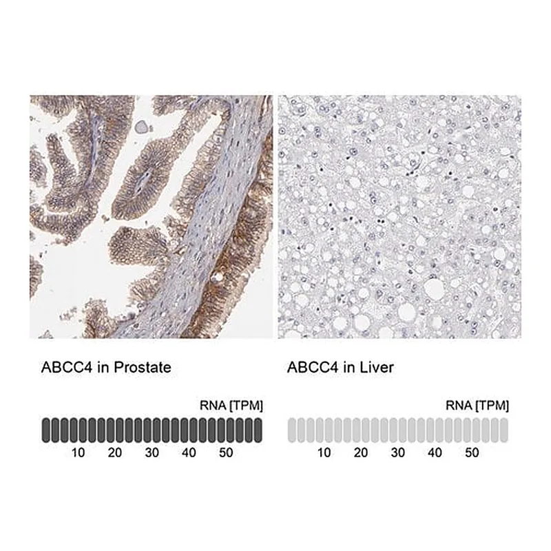Merck Anti-ABCC4 antibody produced in rabbit