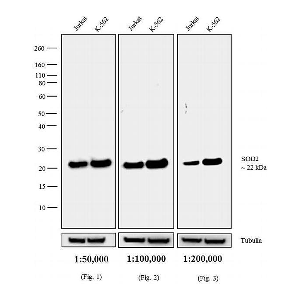 Thermo Fisher Scientific Goat anti-Mouse IgG (H+L) Cross-Adsorbed Secondary Antibody, Biotin
