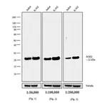 Thermo Fisher Scientific Goat anti-Mouse IgG (H+L) Cross-Adsorbed Secondary Antibody, Biotin