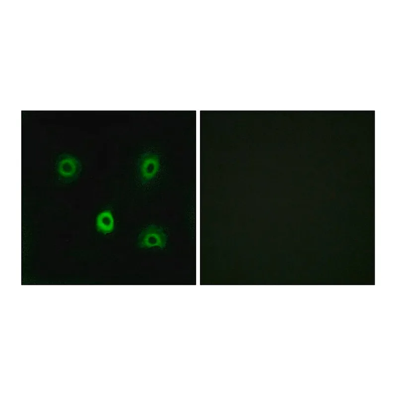 Merck Anti-ABHD6 antibody produced in rabbit