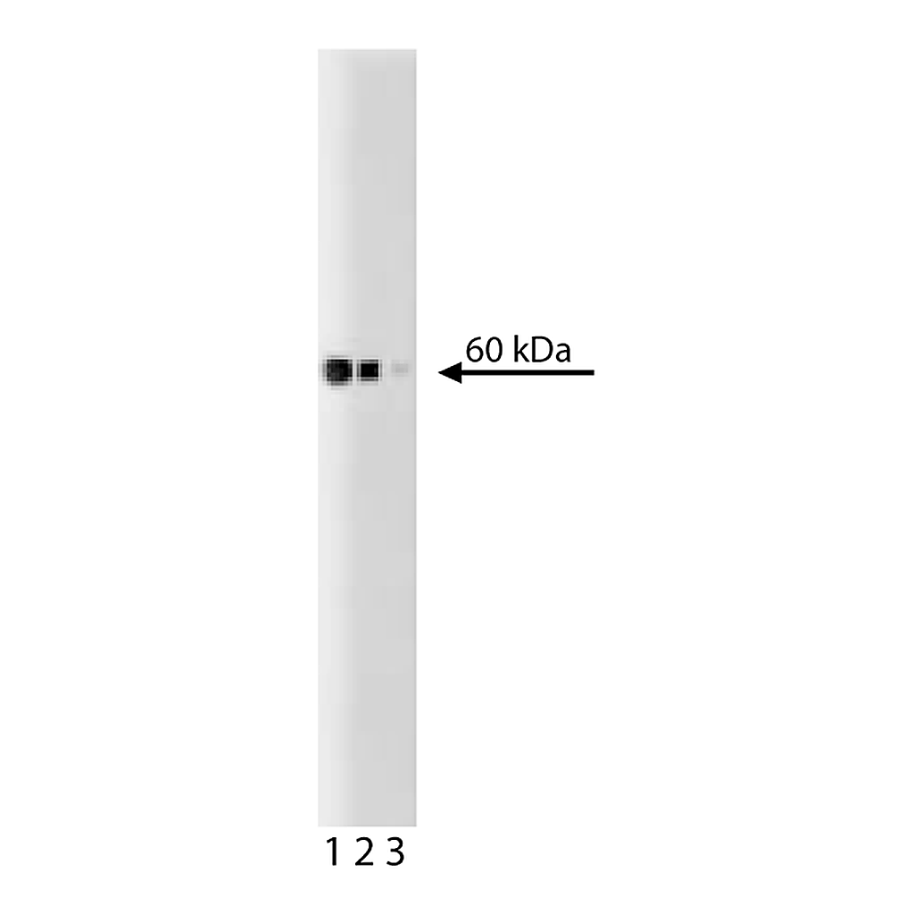 BD Purified Mouse Anti-Hsp60