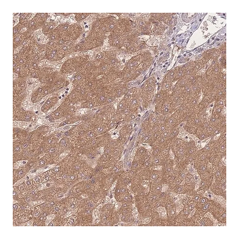 Merck Anti-INSR antibody produced in rabbit