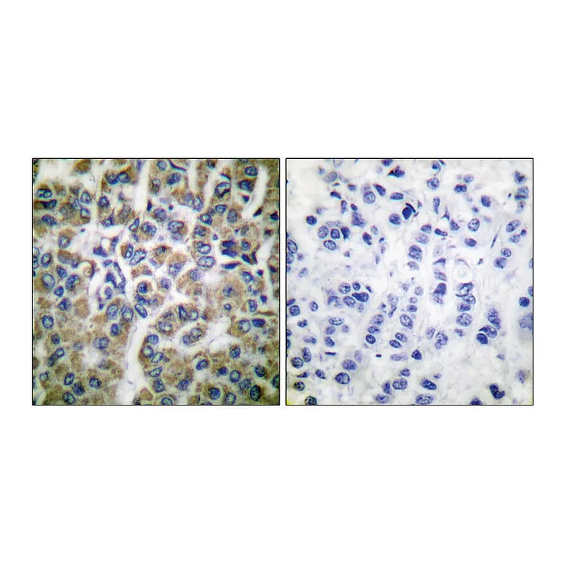 Merck Anti-HSP10 antibody produced in rabbit