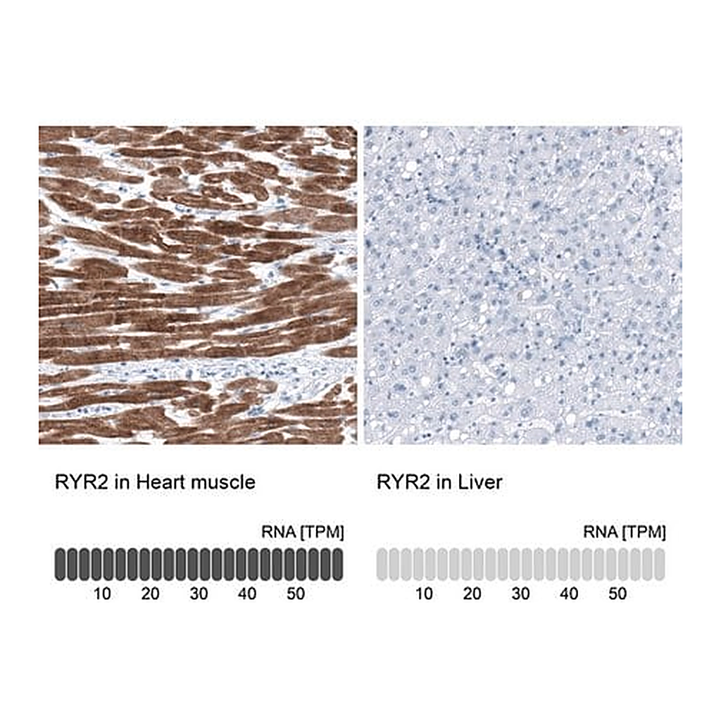 Merck Anti-RYR2 antibody produced in rabbit