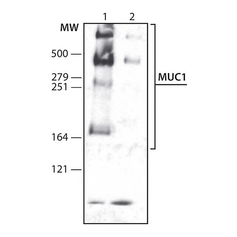 Merck Anti-MUC1 antibody , Mouse monoclonal