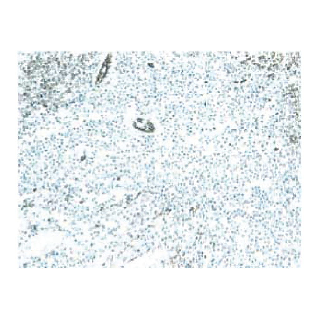 BD Purified Mouse Anti-Rat CD31
