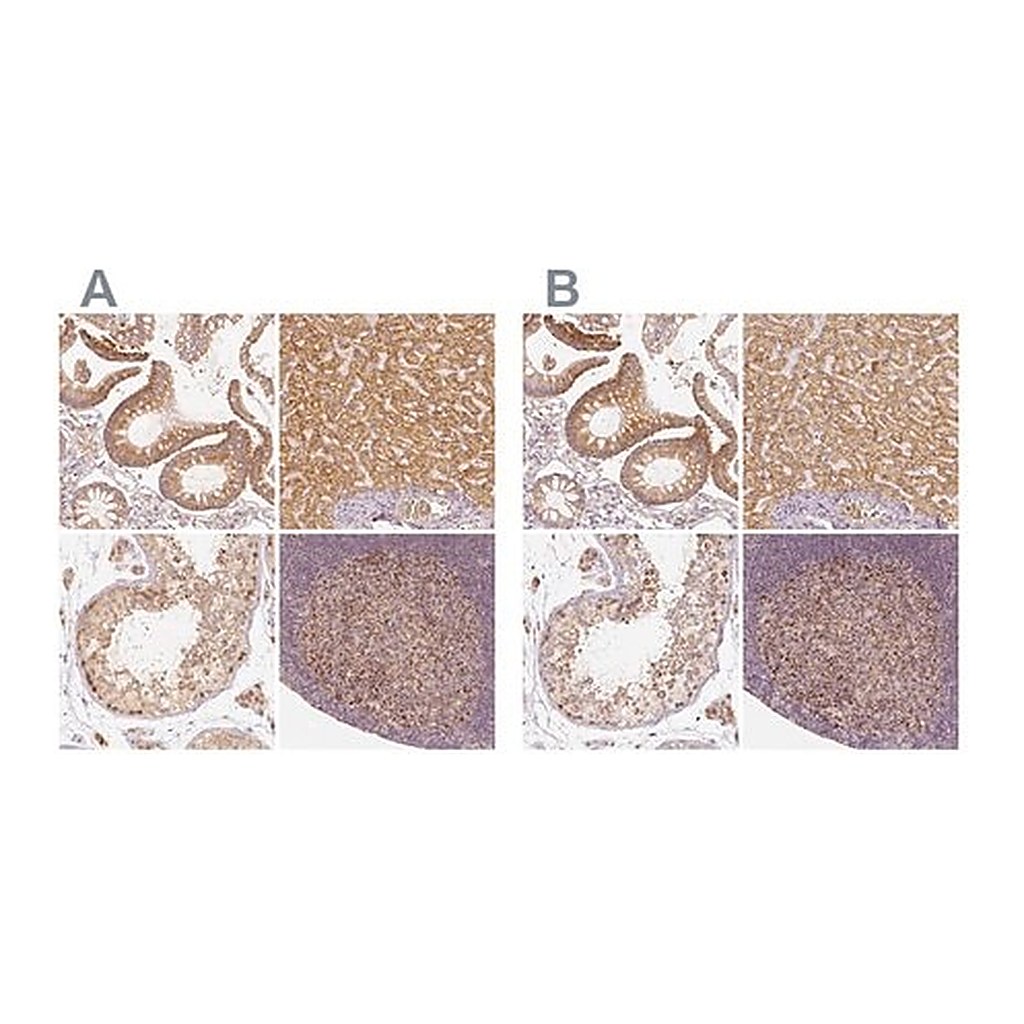 Merck Anti-PGAM5 antibody produced in rabbit
