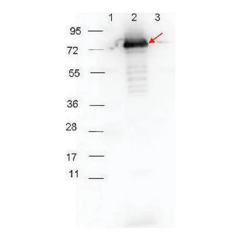 Merck Anti-Rabbit IgG (H+L), highly cross adsorbed-Peroxidase antibody produced in goat