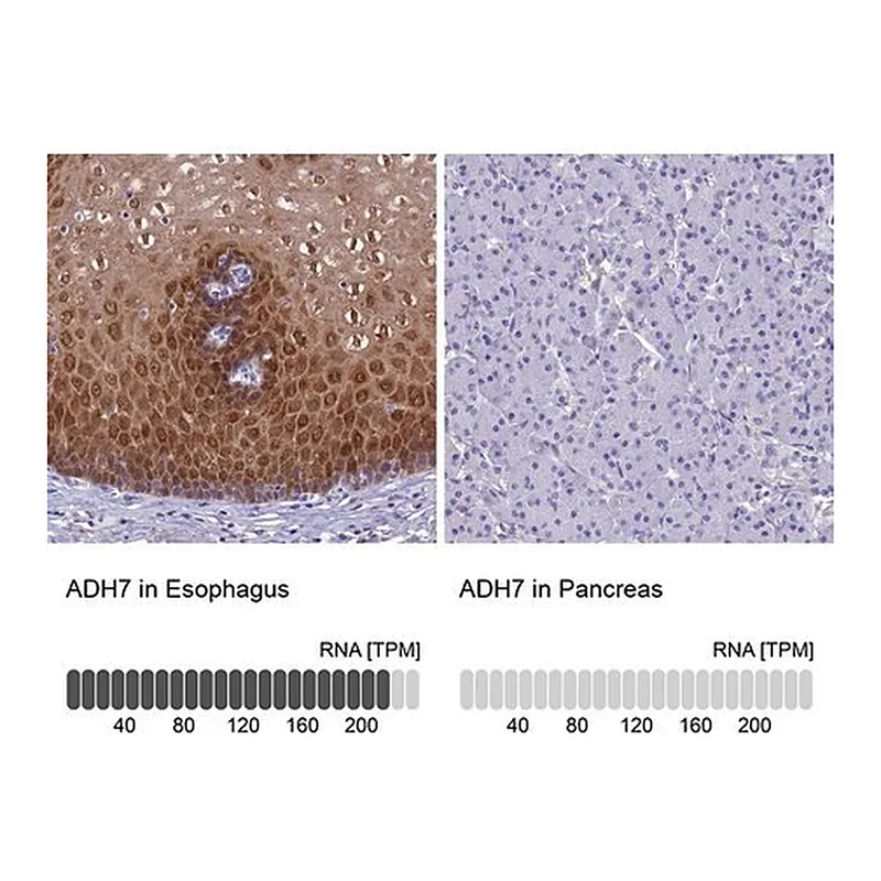 Merck Anti-ADH7 antibody produced in rabbit