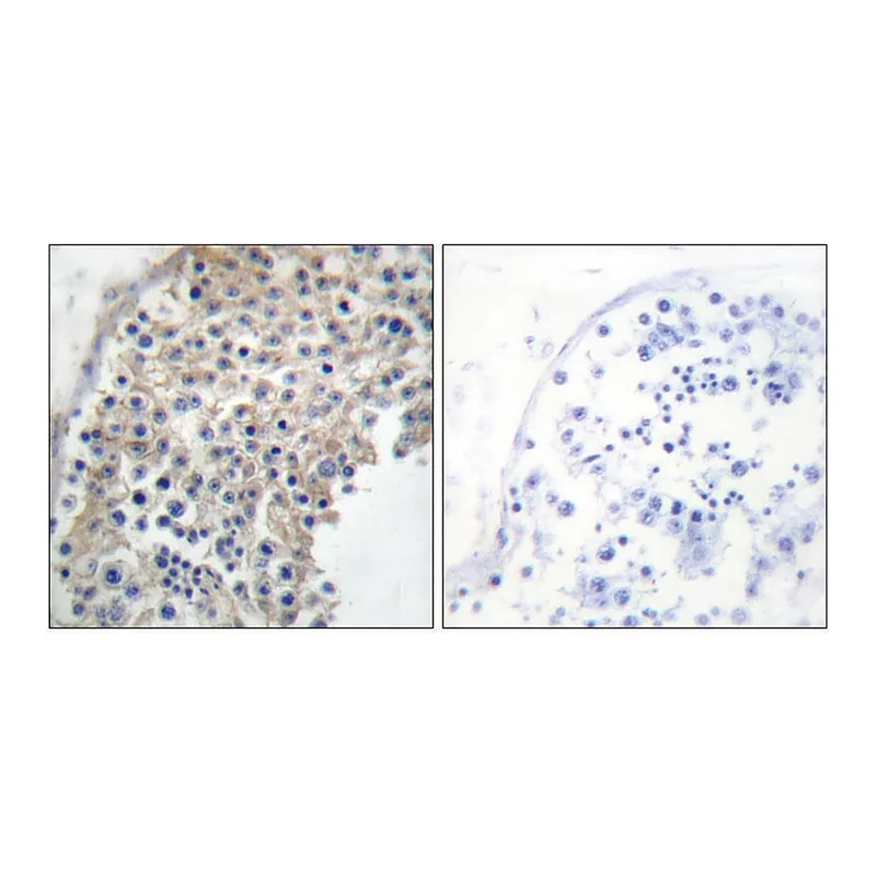Merck Anti-Adrenergic Receptor alpha-2A antibody produced in rabbit