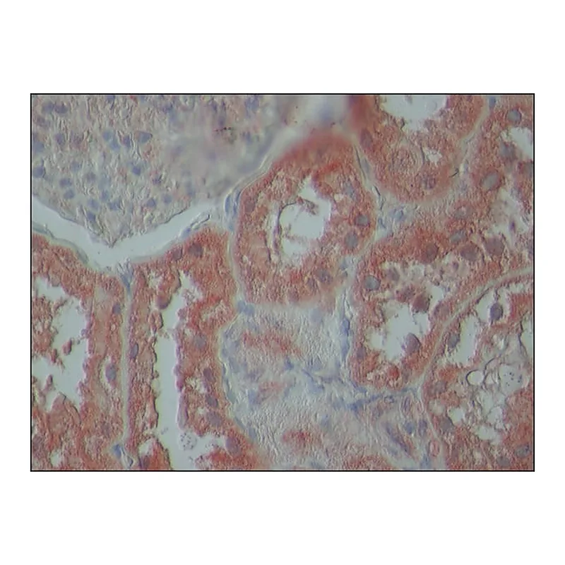 Merck Anti-TDP-43 (N-terminal region) antibody produced in rabbit