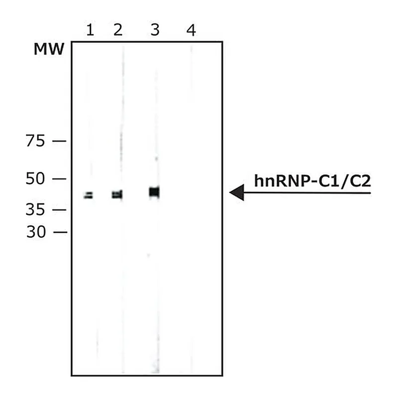 Merck Monoclonal Anti-hnRNP-C1/C2 antibody produced in mouse