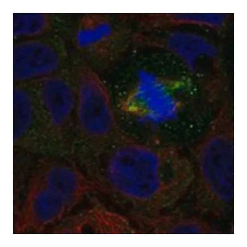 Merck Anti-NXPH3 antibody produced in rabbit