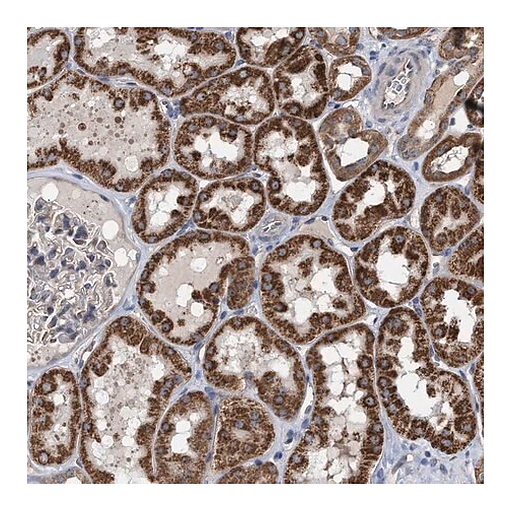 Merck Anti-EXOSC2 antibody produced in rabbit