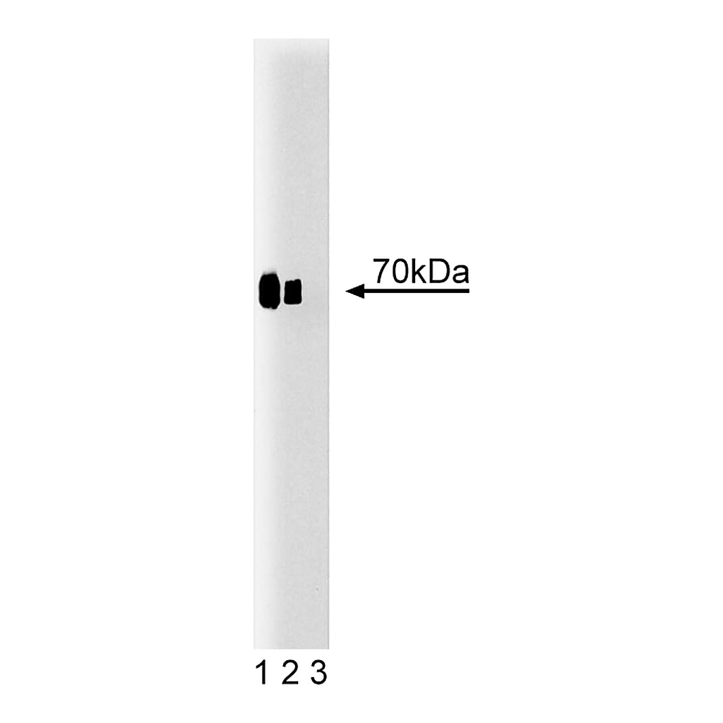 BD Purified Mouse Anti-Cox-2