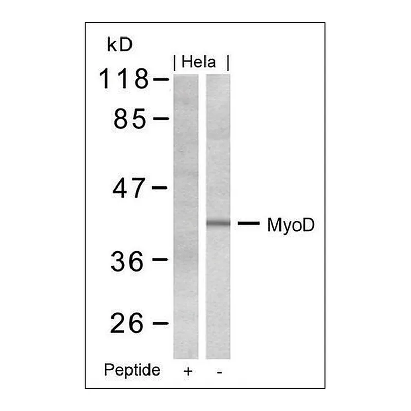 Merck Anti-MYOD1 (Ab-200) antibody produced in rabbit