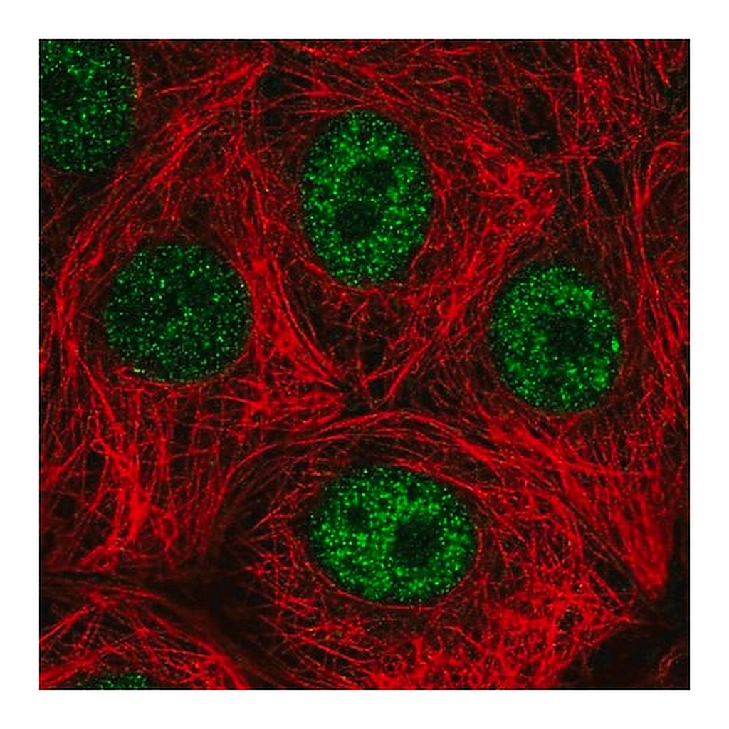 Merck Anti-DEDD antibody produced in rabbit